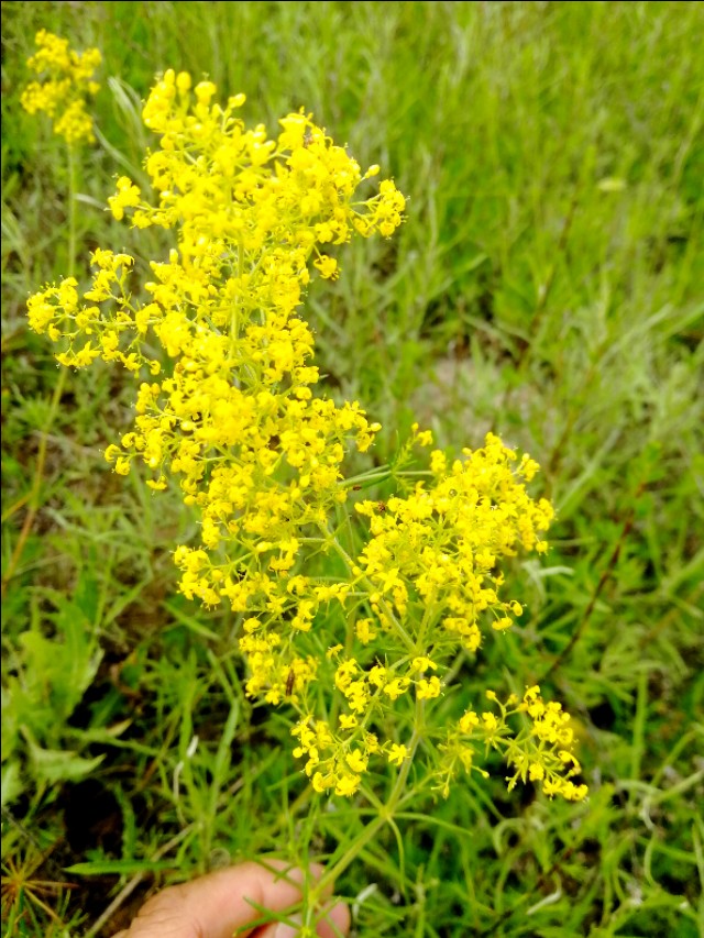 内蒙古通辽市扎鲁特旗大草原,通辽市阿古拉湿地公园