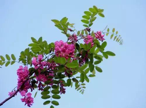 植物医生上海吴江路店,植物医生十里河