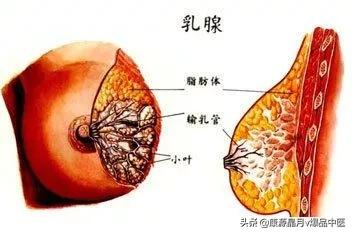 针灸治疗乳腺增生视频教程,针灸治疗乳腺增生用哪几个穴位