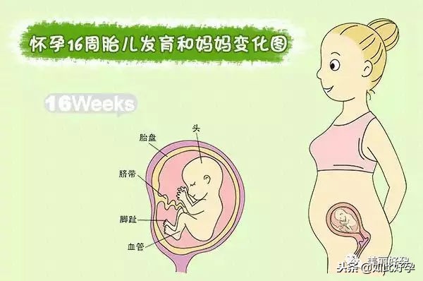 孕期抓住了胎儿手脚,孕期抓住二次发育的机会