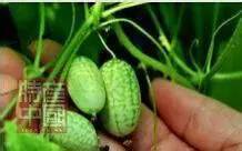 世界稀奇水果品种大全,世界热带奇特水果品种介绍