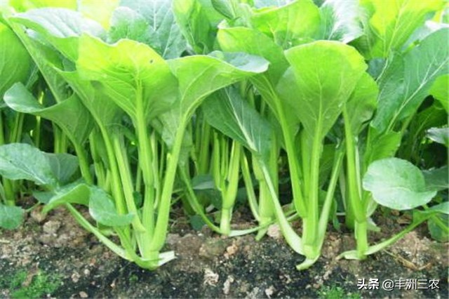 菜心露天栽培好还是大棚栽培,广东菜心无土栽培技术要点
