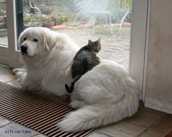 十种可爱狗狗,白色可爱狗狗视频大全超萌