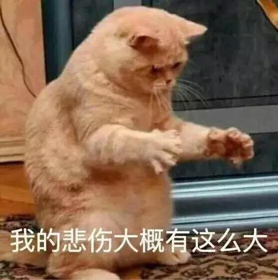 猫瘟和猫传腹哪个致死率高,病毒致死率提升