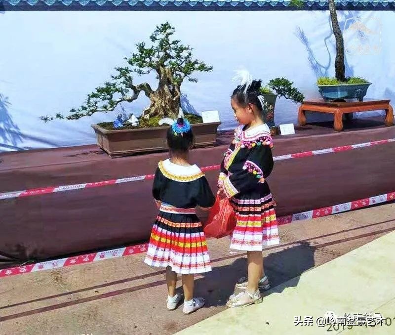 广东的盆景有哪些,适合广东玩的盆景