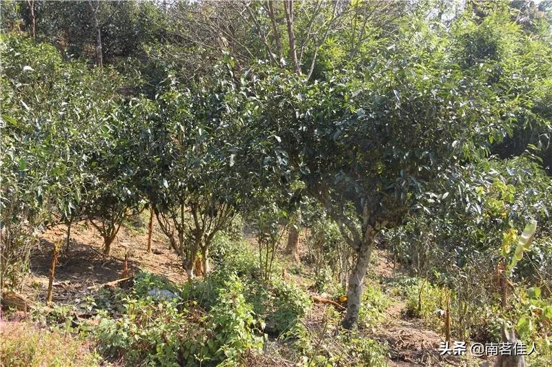 南糯山石头老寨普洱茶价格表,南糯山半坡老寨普洱茶老茶什么味