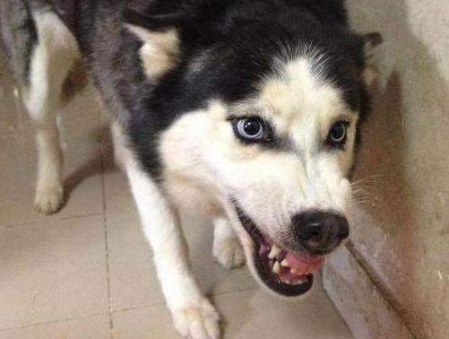 最正确的哈士奇饲养方法,哈士奇怎样正确饲养