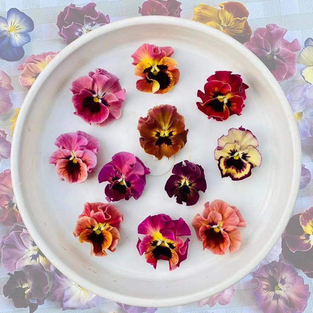 角堇和皱边角堇哪个花大,皱边角堇和穗边角堇的区别