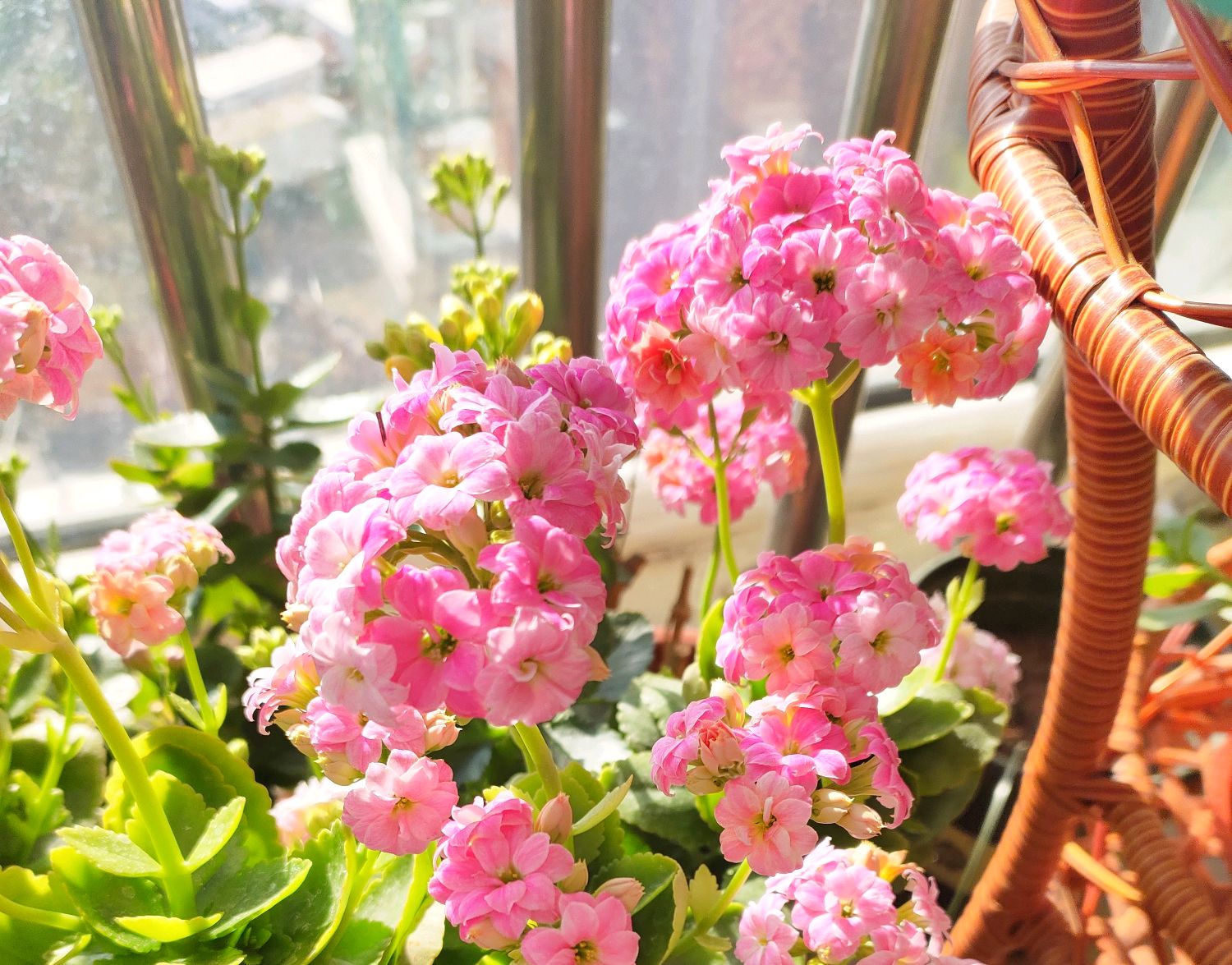 长寿花叶发粘还有小白点是什么病,长寿花花心长白点用什么药可以治