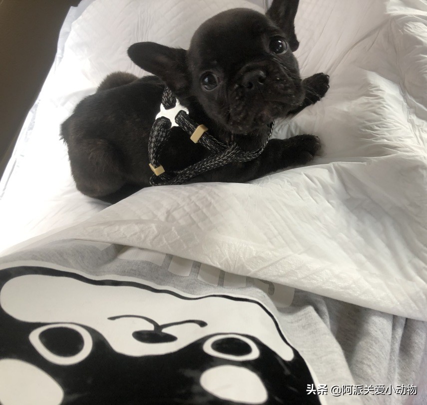 墨墨：屁屁烂得血红的小斗牛，会不会是第二个“白月初”