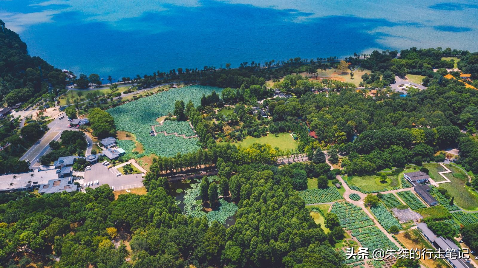 武汉是全球公认的三大赏樱胜地,世界三大赏樱胜地是无锡还是武汉