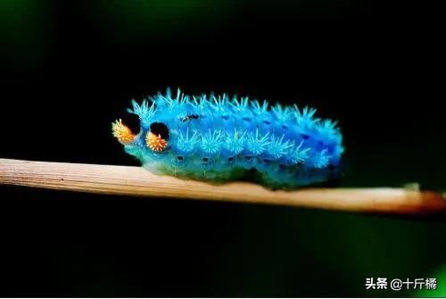 弓形虫不治会有什么危害,弓形虫是孕妇和胎儿的大敌