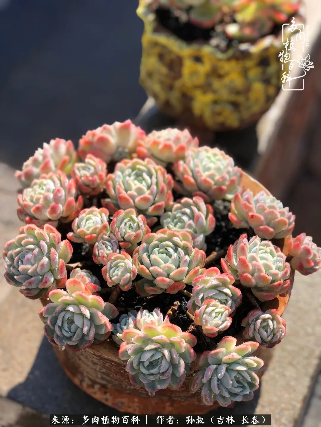 与多肉一起成长,与多肉相伴