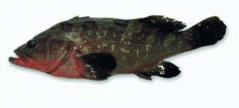 世界顶级海鲜鱼类,史上最完整鱼类海鲜图鉴