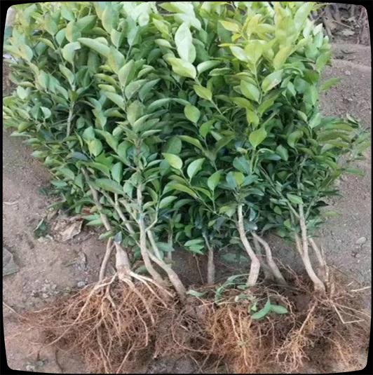 买回来的杨梅如何育苗出苗,网购杨梅树苗怎么盆栽