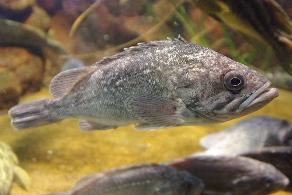 淡水鱼里面黑鱼是不是最厉害的,淡水鱼最强的是黑鱼吗