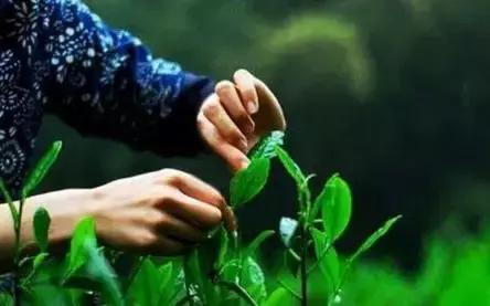 最后一个节气谷雨你了解多少,距离谷雨节气还有多少天