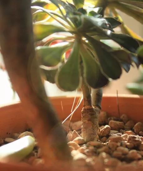 多肉长气根的原因及治疗,为啥多肉杆上长须根