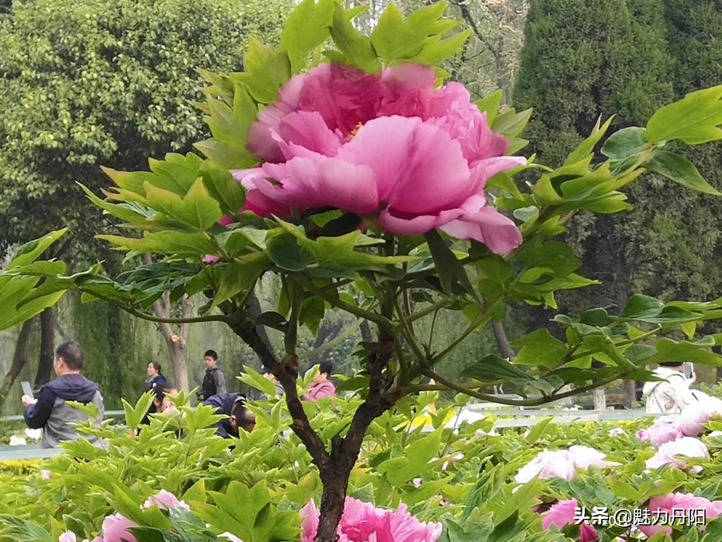 牡丹的一生简单历程文字描述,牡丹的历史和发展