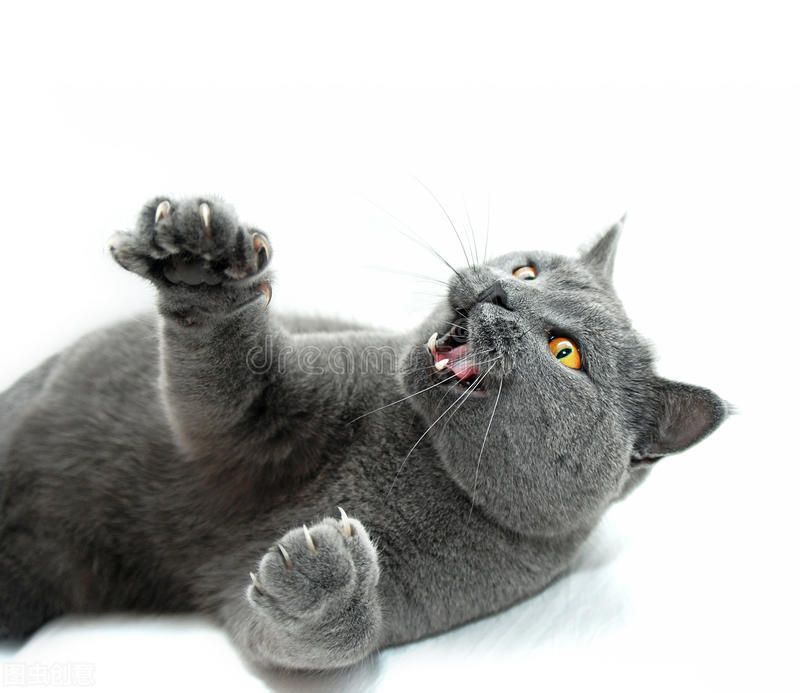 铲屎官帮猫咪减肥的方法,铲屎官说猫该减肥了