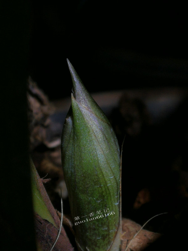 出售兰花50元一枝,兰花定价最佳方法