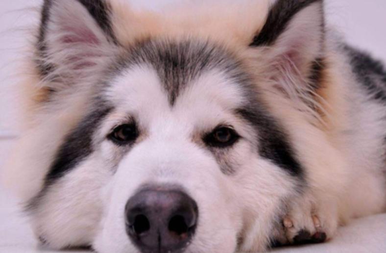 阿拉斯加犬有皮屑怎么办,阿拉斯加犬有棕色吗