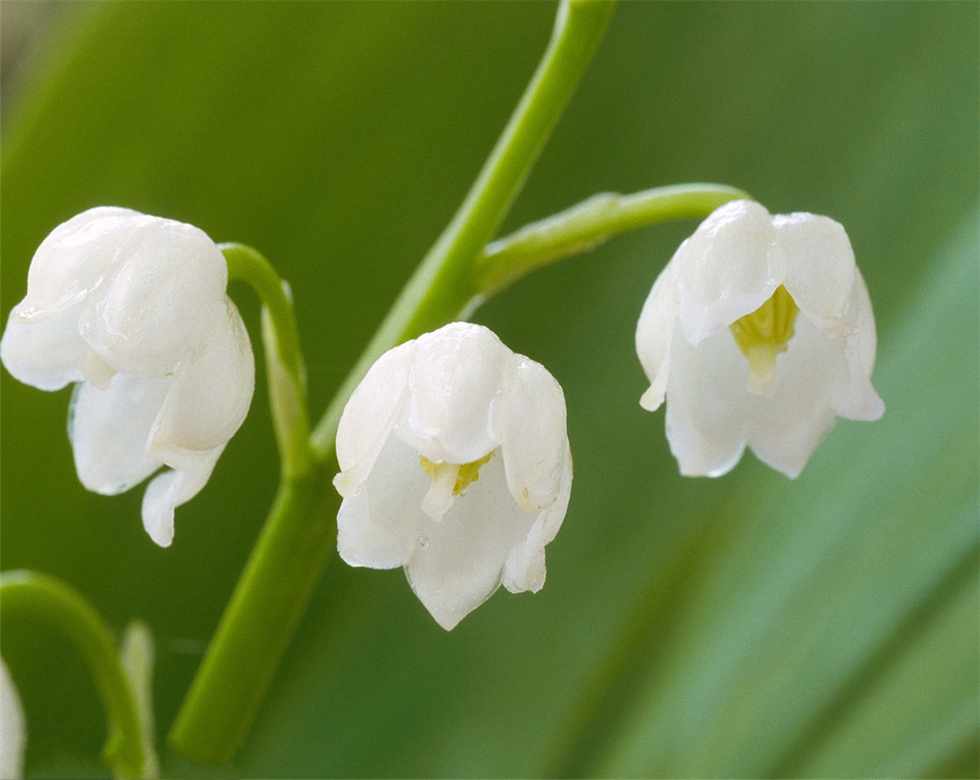 铃兰怎么养才能养好,铃兰盆栽的种植方法和技术