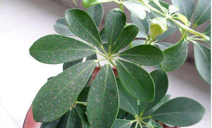 鹅掌木招财树,鹅掌木好养吗