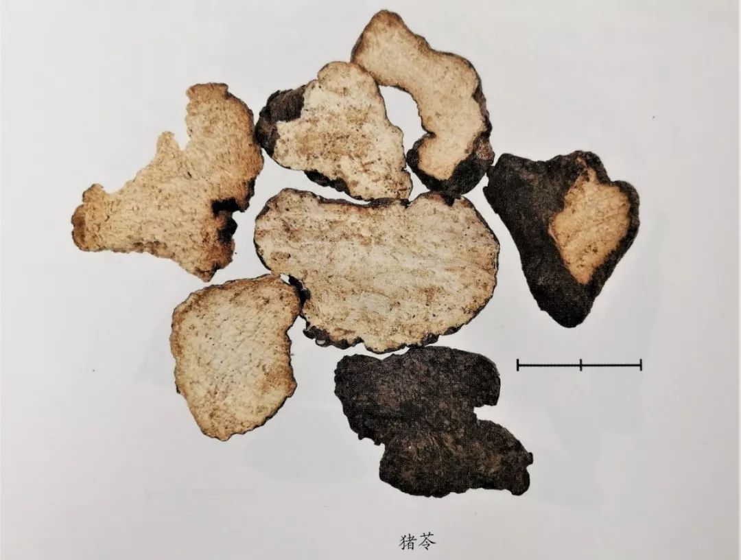 各种真菌抗癌对比,预防肿瘤的十种真菌