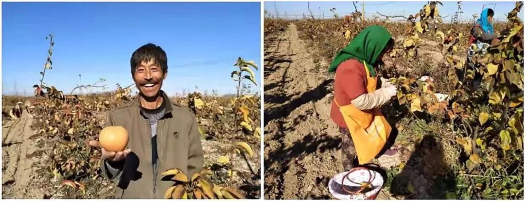 【不忘初心、牢记使命】武清区石各庄镇拓宽销售渠道，让百姓致富路越走越宽