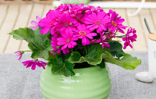 瓜叶菊花的养护方法,瓜叶菊开完花如何养护