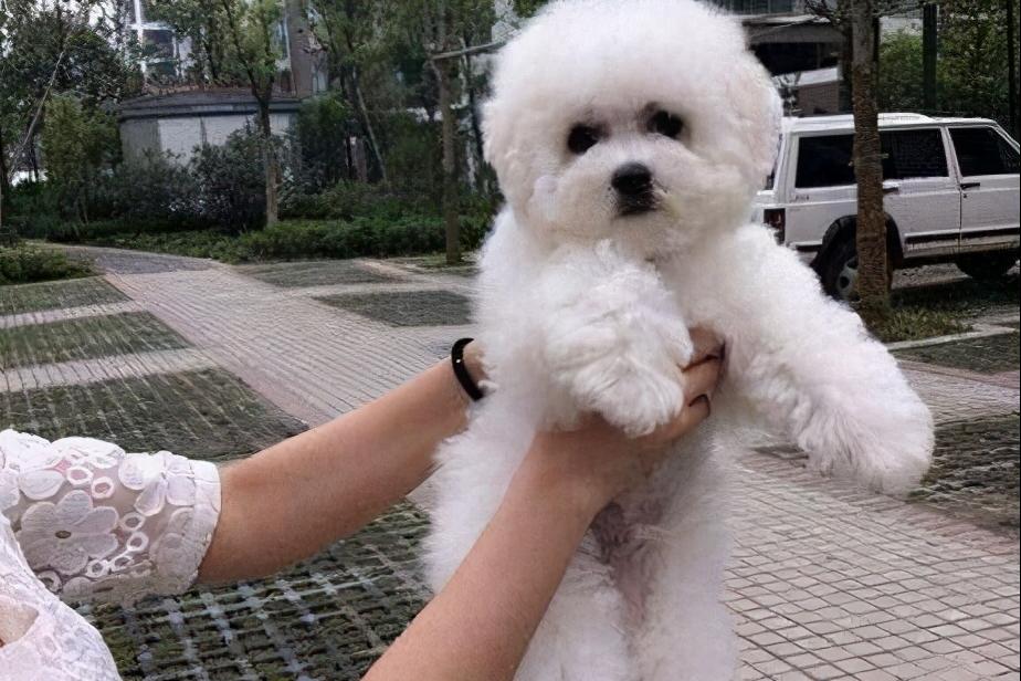 养了狗狗之后不喜欢交朋友,养了比熊不想养其他狗