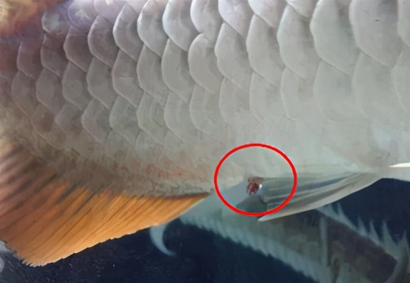 龙鱼疾病治疗视频,龙鱼常见病100种