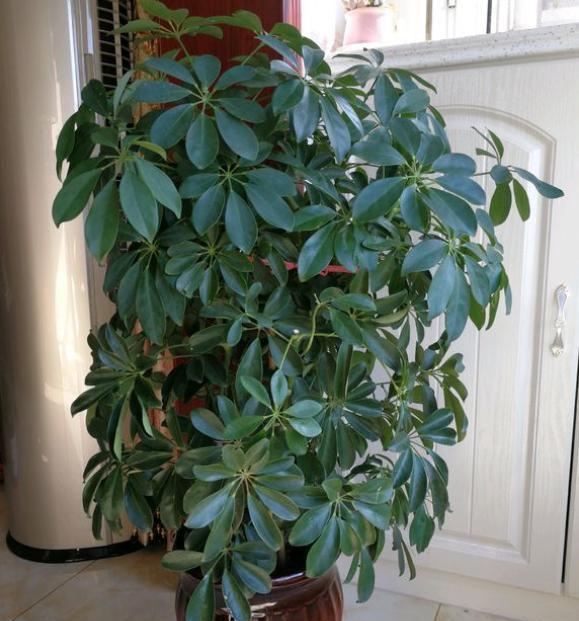 招财树怎样养叶子绿油油的,招财树怎么养绿油油