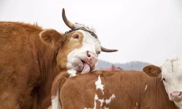 牛胃积食酸中毒怎么办,牛瘤胃胀的防治方法