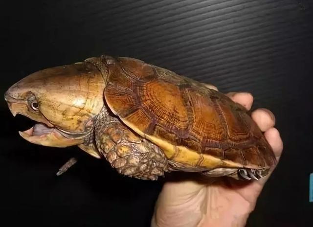 你知道乌龟能活多少岁吗,巴西涂了漆的龟能活多久