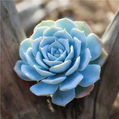 多肉早安图片大全,多肉大全100图