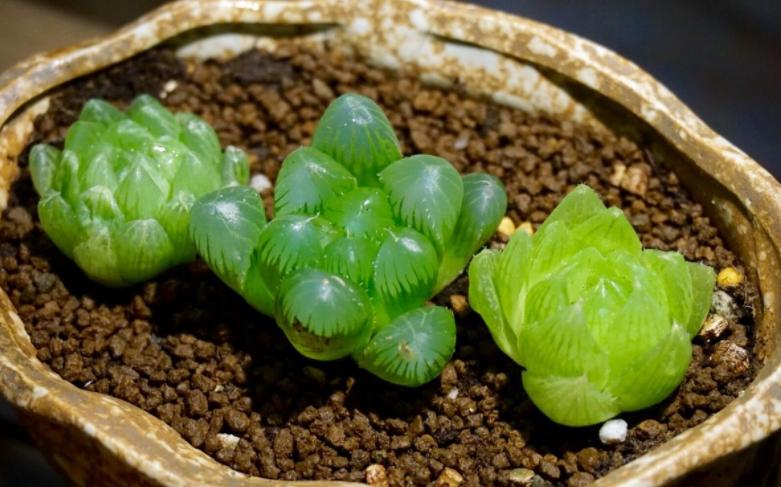 多肉是香饽饽？天热容易遭虫咬，学会5招，远离虫灾