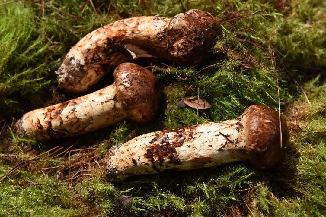松茸最好吃的是哪种,松茸个头越大越好吗