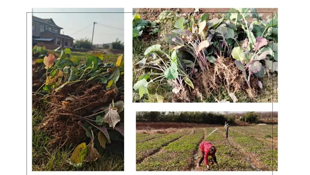 农场日记南瓜,农场栽菜日记