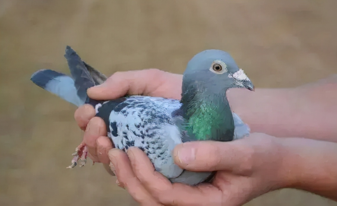 2019年最贵赛鸽成交价,赛鸽百万奖金