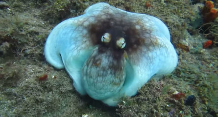 章鱼到底是不是来自外星生物 (科学家为什么说章鱼是外星生物)