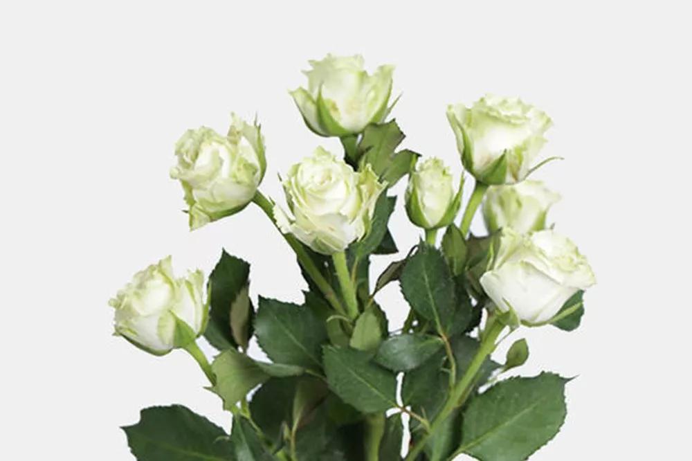 花店常用玫瑰花品种大全,一篇文章带你认识三亚40种花