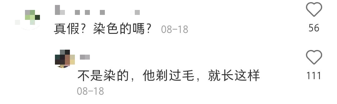 全球罕见足球猫冲上热搜，网友：指定染色！结果......哈哈哈哈