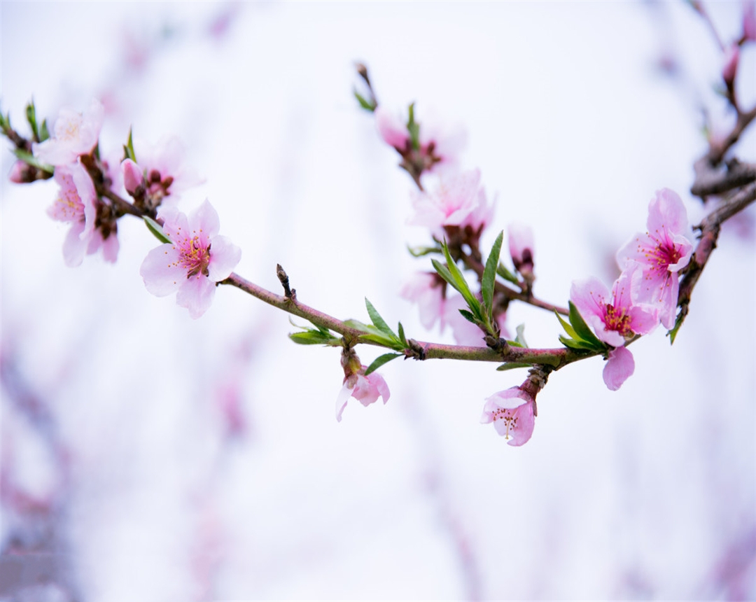桃花的养殖方法有哪些,桃花盆栽怎么养