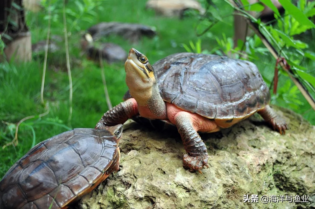 李艺全球人工繁殖金钱龟第一人,广东惠州博罗李艺金钱龟养殖基地