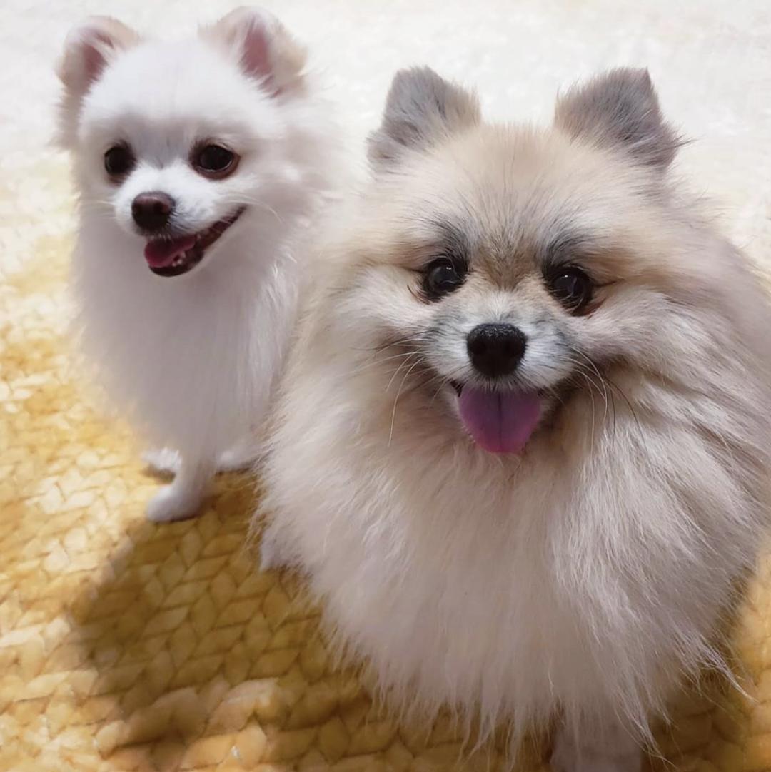 萌犬犬种,惹人喜爱的萌犬