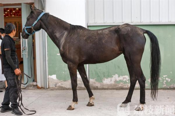 汗血宝马29,一元起拍汗血宝马