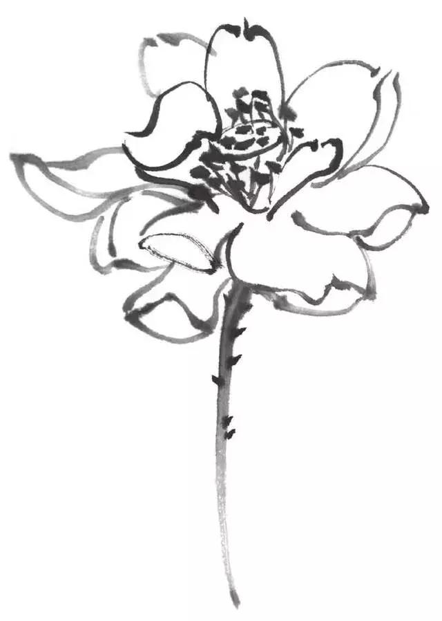白描荷花的画法图片,如何画荷花国画白描