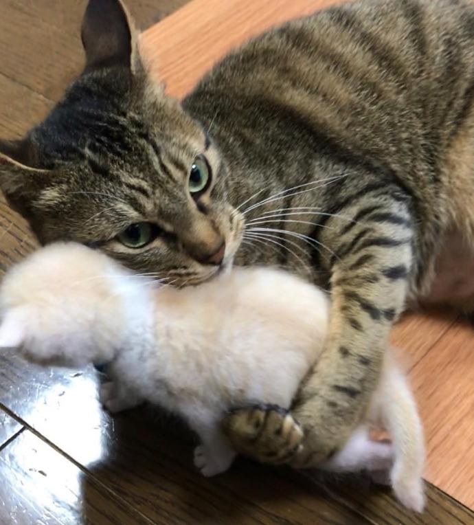 猫真的会把你当妈妈,猫把你当成妈妈是啥样子的